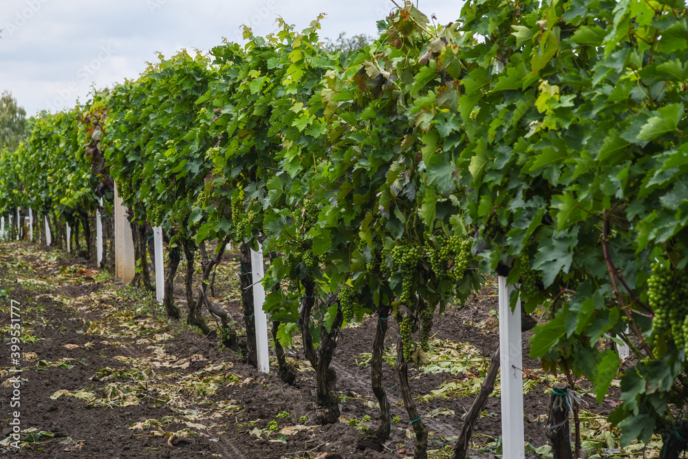 White wine grapes on cordon at vineyard, vineyards and orchards in Serbia. Grapevine full of bunches of table grapes, beginning maturation.