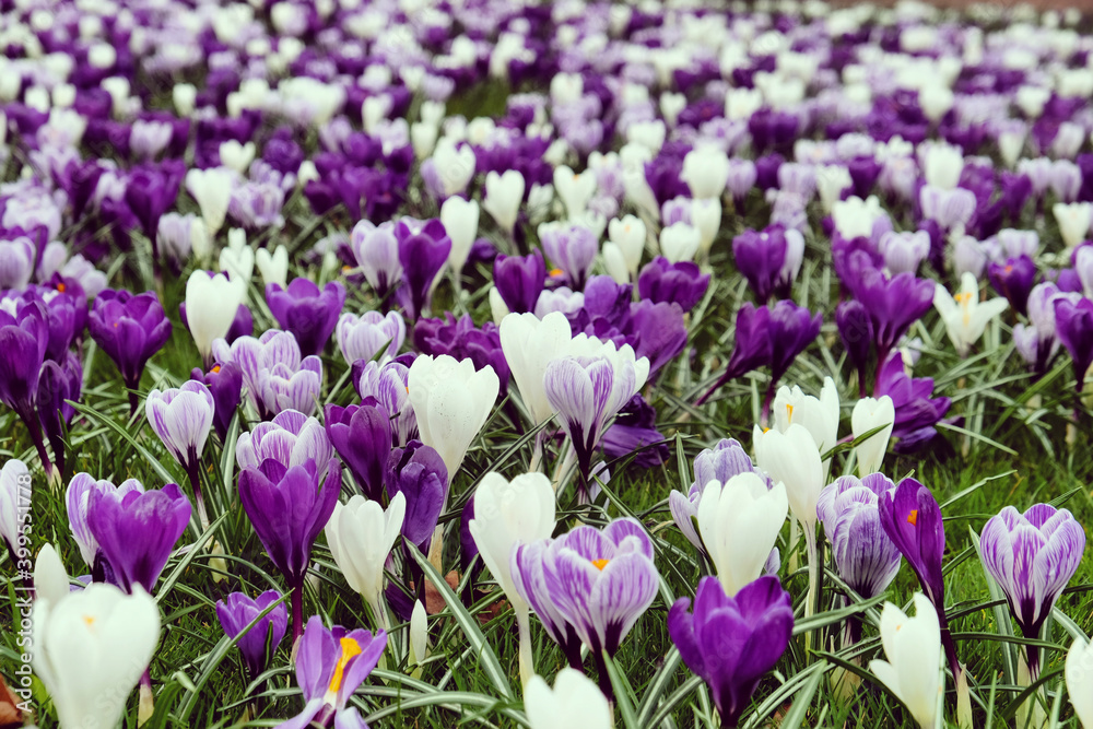 Purple, violet and white crocus flowers in grass Purple, violet and white crocus flowers in grass
