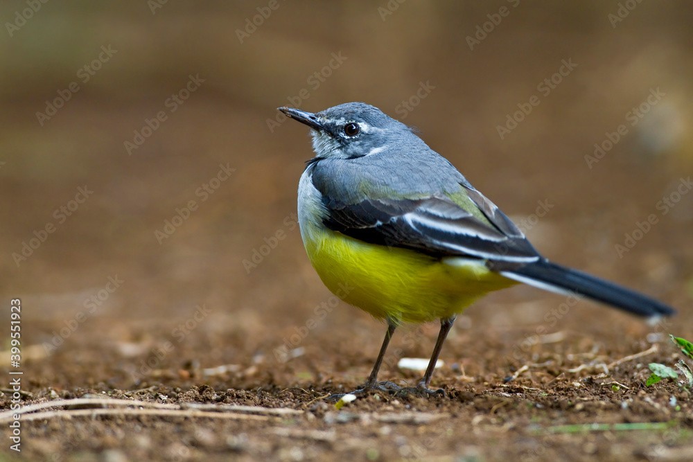 Obraz premium Madagaskarkwikstaart, Madagascar Wagtail, Motacilla flaviventris