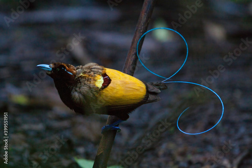 Geelkraagparadijsvogel, Magnificent Bird-of-paradise, Diphyllodes magnificus photo