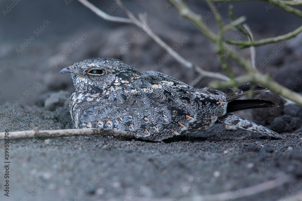 Savannenachtzwaluw, Savanna Nightjar, Caprimulgus affinis