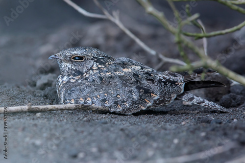 Obraz na płótnie Savannenachtzwaluw, Savanna Nightjar, Caprimulgus affinis w salonie