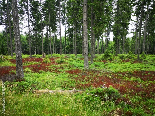 Wald in rot grün - Heidelbeer Sträucher und Waldboden photo