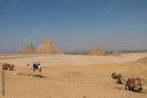 Camel with background of the three Great Pyramids  Khufu Cheops  Khafre Chephren and Menkaure  in the Giza pyramid complex  an archaeological site on the Giza Plateau  on the outskirts of Cairo  Egypt