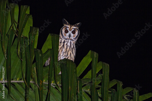 Gestreepte Ransuil, Striped Owl, Asio clamator photo