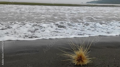 Death Sea Urchins In The Beach at Geopark Cileteuh photo