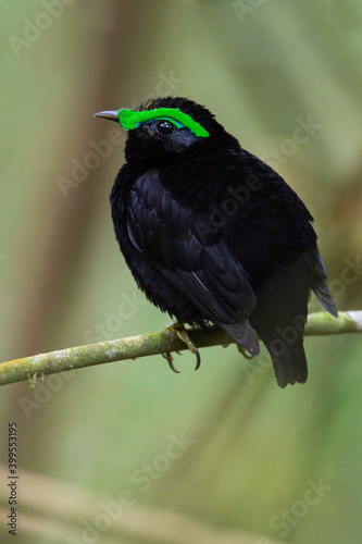 Fluweelasitie, Velvet Asity, Philepitta castanea photo