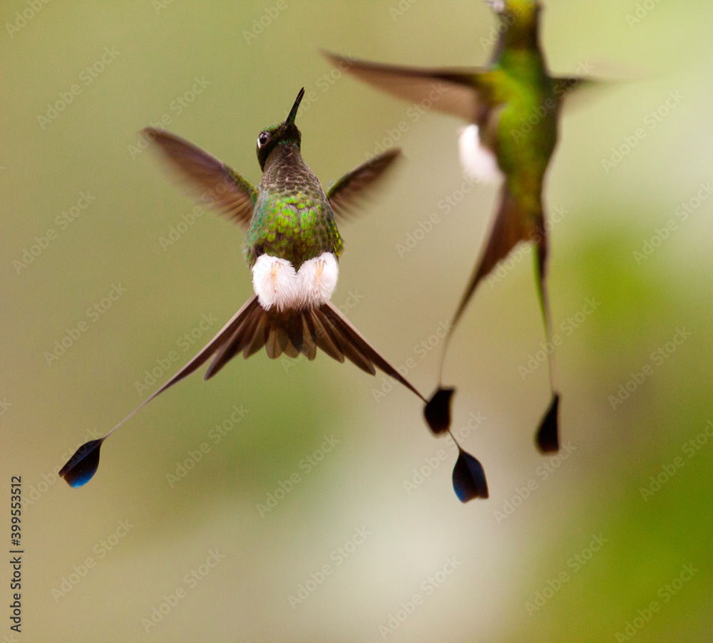 Vlagstaartpluimbroekje, Booted Racket-tail, Ocreatus underwoodii