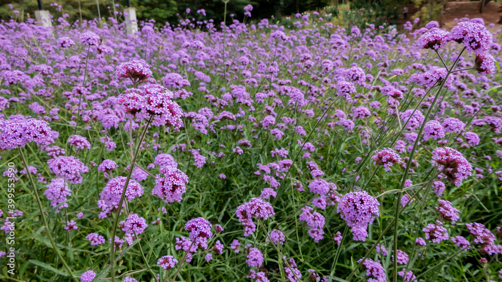 Fototapeta premium Purple flowers blooming in the outdoor garden.