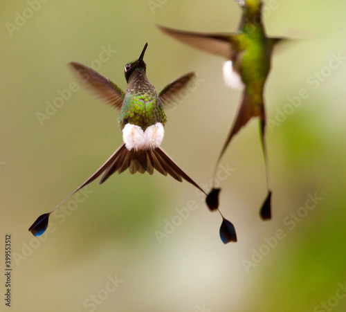 Obraz na płótnie Vlagstaartpluimbroekje, Booted Racket-tail, Ocreatus underwoodii w salonie