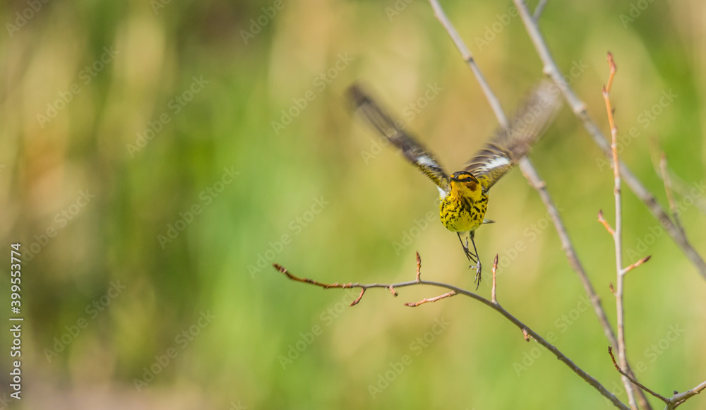 Carolina warbler in tree