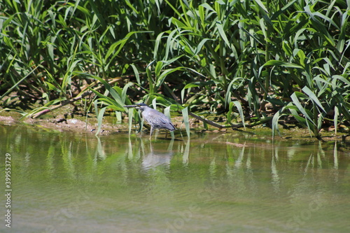 Garza Azul