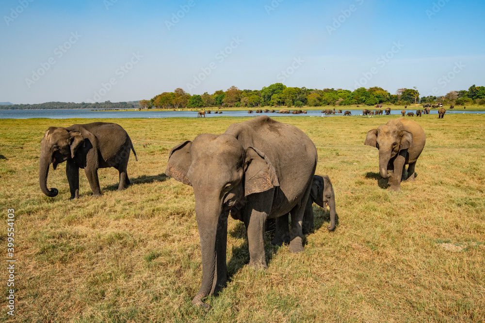 elephants in the savannah