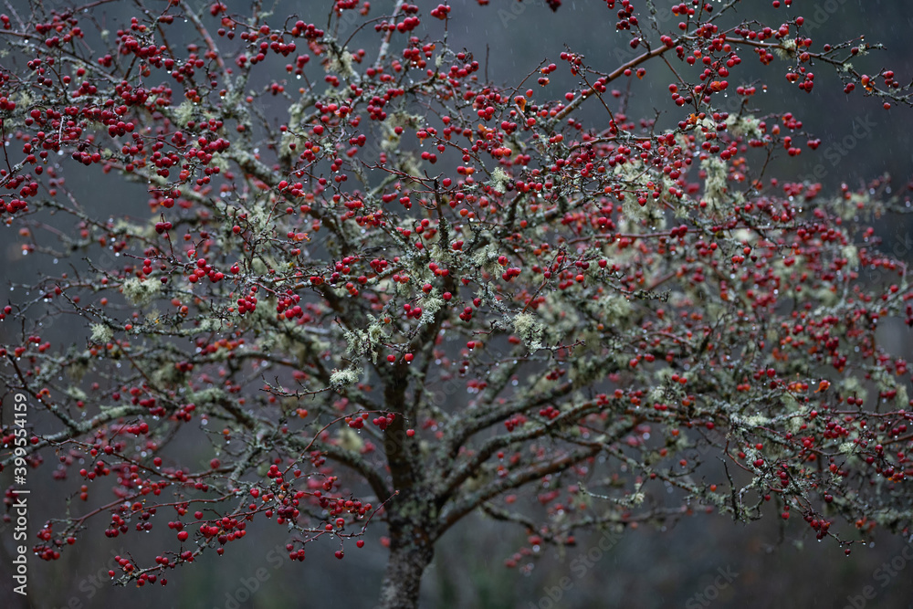 ornamental apple tree red sentinel 