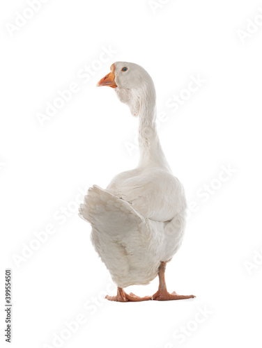 female geese isolated on white background