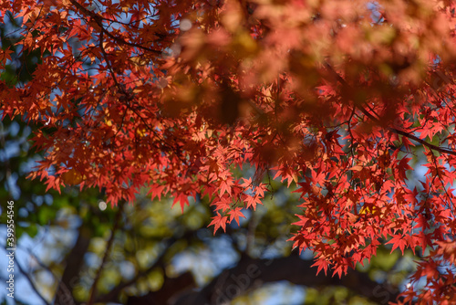 赤い紅葉