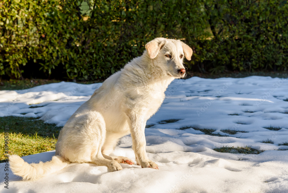 Cute white puppy dog, similar Labrador, sitting on the snow in the garden. Cute white puppy dog, similar Labrador, sitting on the snow in the garden.