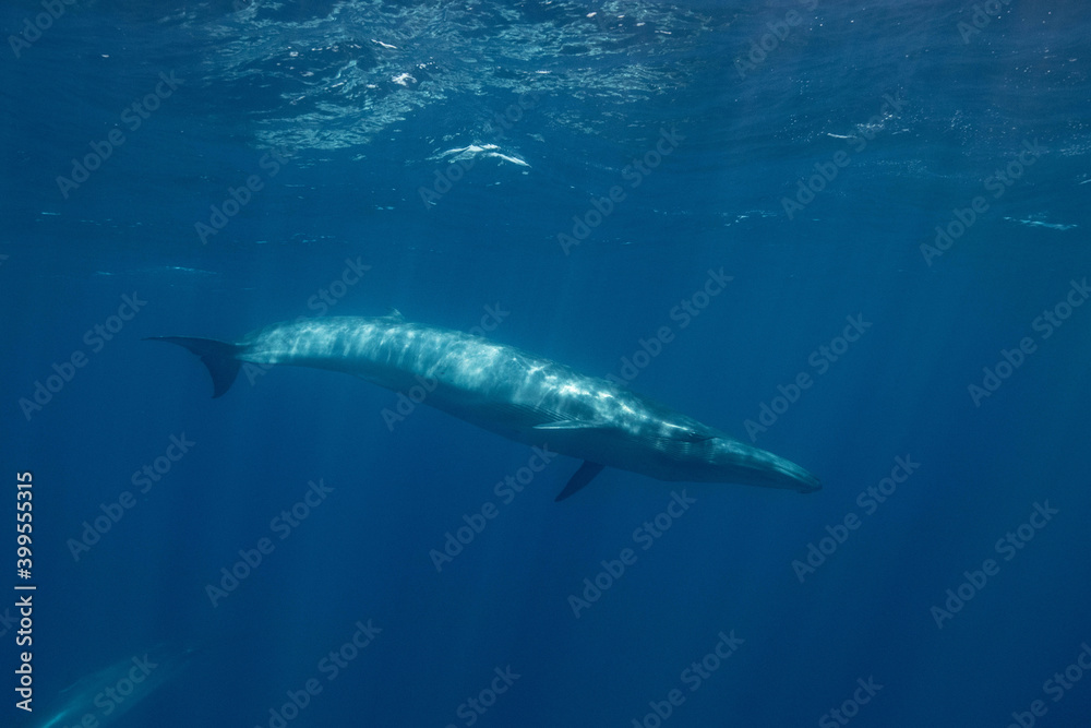 Obraz premium whale