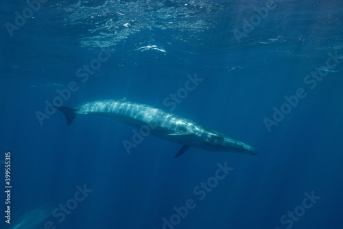 whale © Stanislav