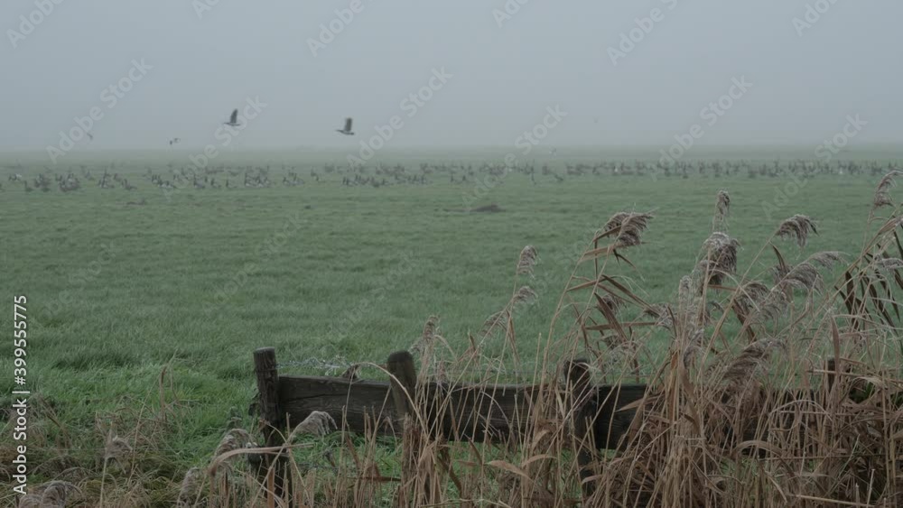 Geese in foggy meadow with waving reed and a wooden fence Geese in foggy meadow with waving reed and a wooden fence