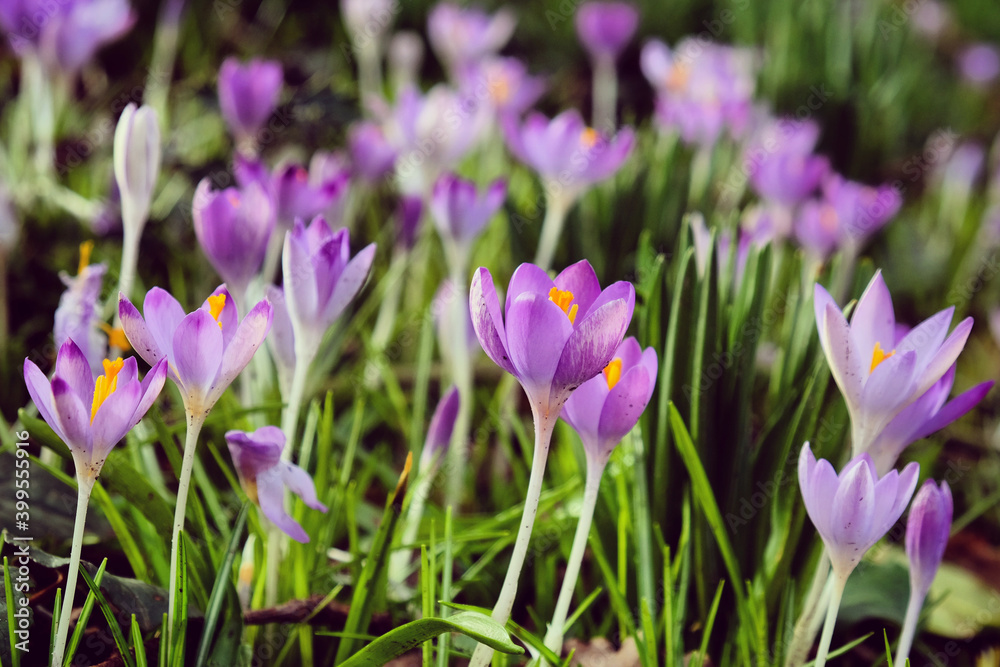 Early flowering Crocus tommasinianus Whitewell in bloom Early flowering Crocus tommasinianus Whitewell in bloom
