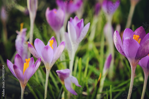 Early flowering Crocus tommasinianus Whitewell in bloom