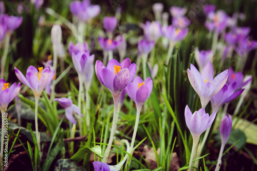 Early flowering Crocus tommasinianus Whitewell in bloom