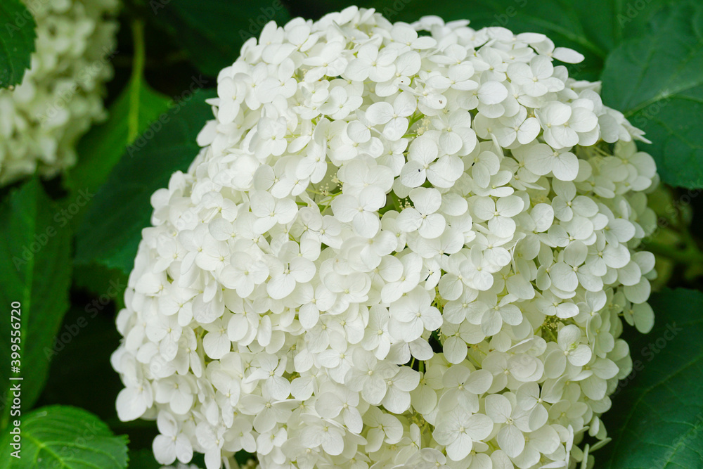 白いアナベルの花 白いアナベルの花