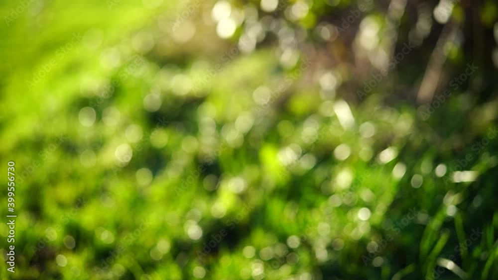 Beautiful spring nature with blurry sunlight shining trough the grass fields, Low view Defocused blurred of green bokeh with morning warm light moving with the wind.Real time full 4k video footage. Beautiful spring nature with blurry sunlight shining trough the grass fields, Low view Defocused blurred of green bokeh with morning warm light moving with the wind.Real time full 4k video footage.