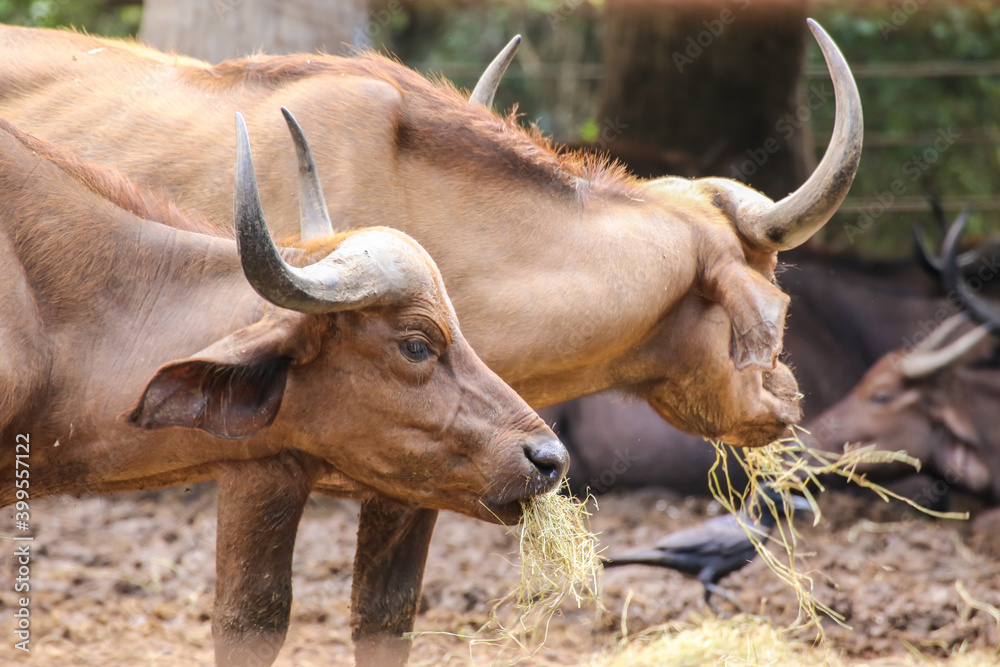 cape buffalo brown color standing and eating grass in the forest. cape buffalo brown color standing and eating grass in the forest.