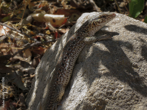 Iguana