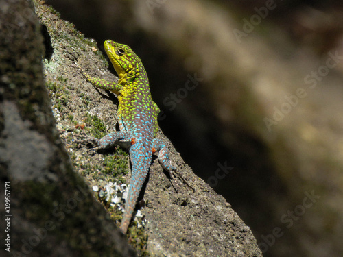 Perfil reptiliano