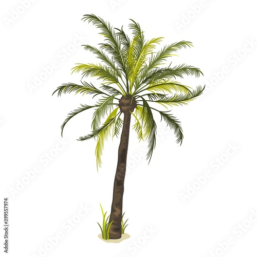 Exotic plant with long green leaves and thin stem. Vector type of tropical blooming plant  botanical  nature  oasis  summertime and desert island idea isolated on white background