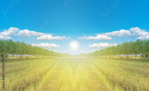 Eucalyptus forest in a green field  blue sky background interspersed with white clouds.