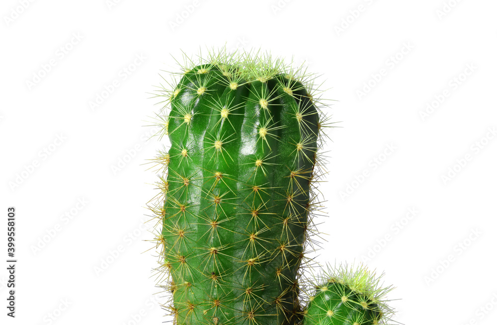 Naklejka premium Cactus, small summer plant, spiky green, thorny, close-up view isolated on a white background