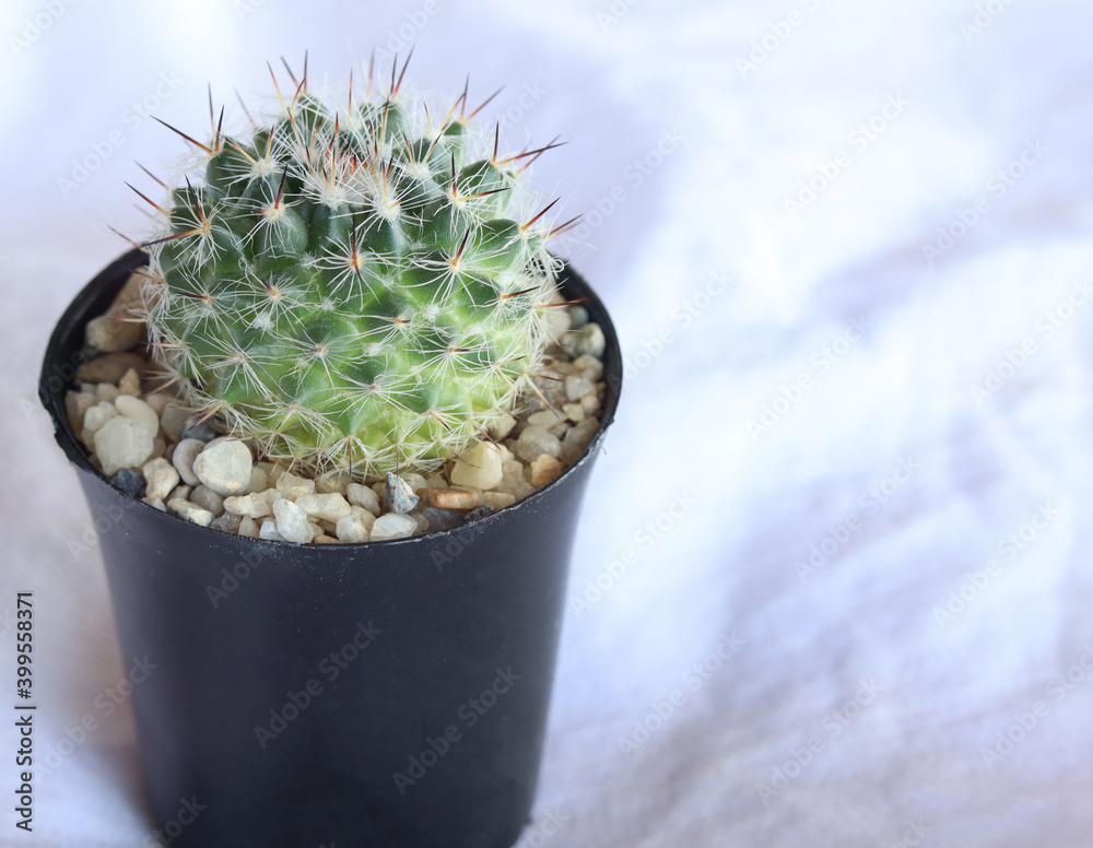 Close-up of a cactus in a black pot, is a green summer plant. Spiky beautiful colors, On a white fabric background Close-up of a cactus in a black pot, is a green summer plant. Spiky beautiful colors, On a white fabric background