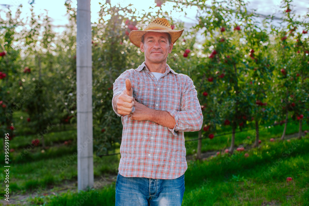 Farmer Standing in apple orchard, Looking at camera and showing thumb Up