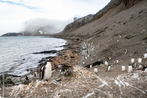 Penguin colony in Subantarctica photo