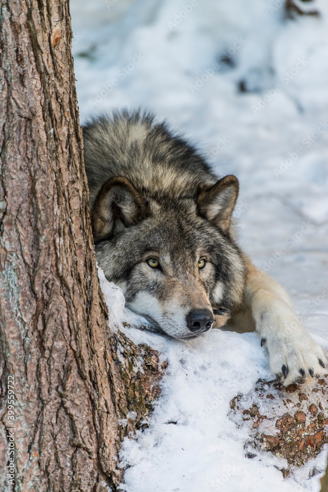 Obraz premium Gray Wolf Laying Down In The Snow