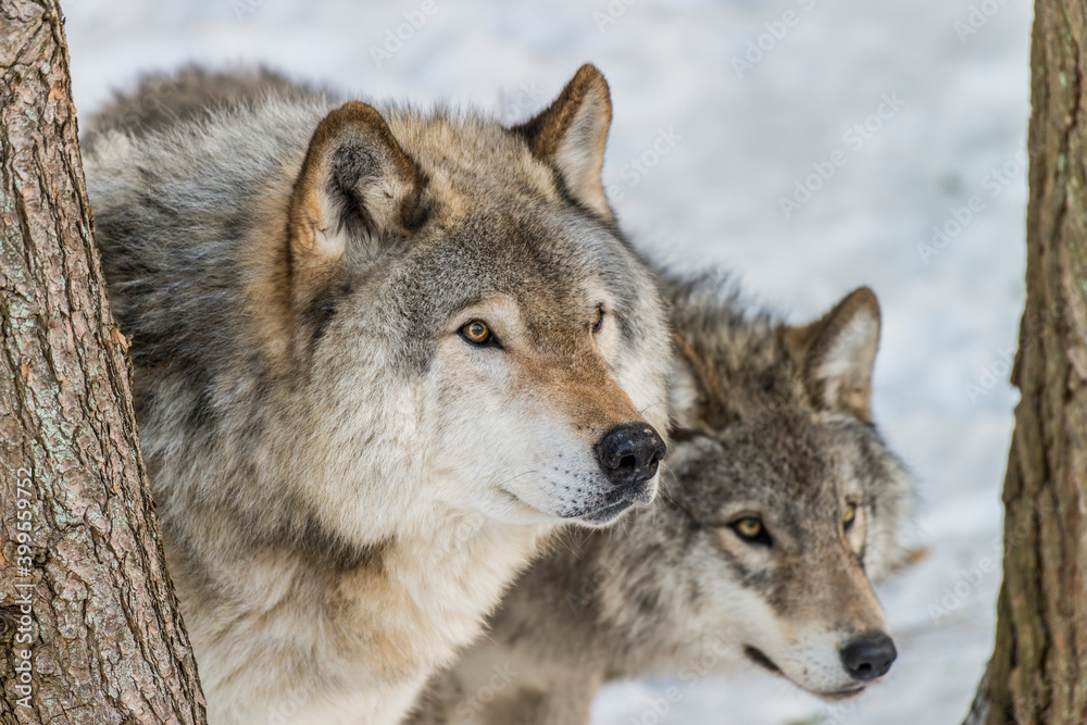Gray Wolves In Winter