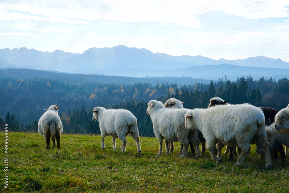 A herd of sheep in the mountains. Beautiful mountain landscape view. Farming outdoor. Flock of Staring Sheep. The Tatra Mountains, Zakopane, Poland. A herd of sheep in the mountains. Beautiful mountain landscape view. Farming outdoor. Flock of Staring Sheep. The Tatra Mountains, Zakopane, Poland.