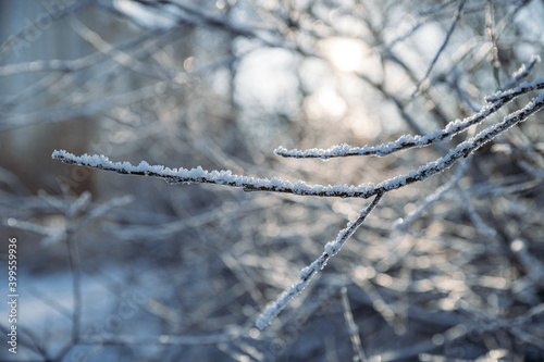 Natural winter background. Winter Sunny day, stems and branches of plants covered with white frost © EkaterinaKiseleva
