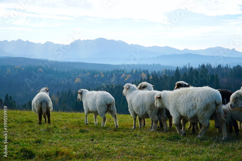 A herd of sheep in the mountains. Beautiful mountain landscape view. Farming outdoor. Flock of Staring Sheep. The Tatra Mountains, Zakopane, Poland. 