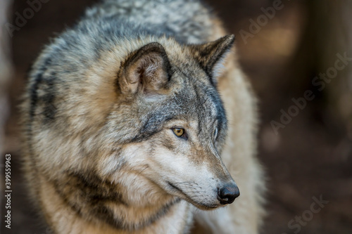 Timber Wolf Looking Right © Michael