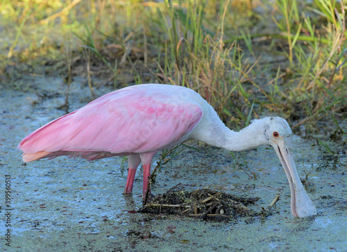 Roseatte Spoonbill at the Peaceful Waters Wetlands photo