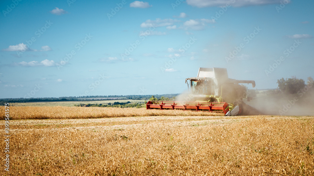 Fototapeta premium Combine harvester harvests ripe wheat. Concept of a rich harvest. Agriculture image