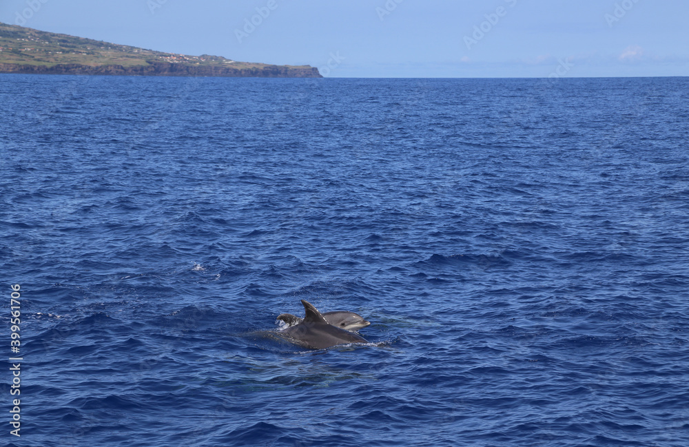 Fototapeta premium Dolphins jumping out of water