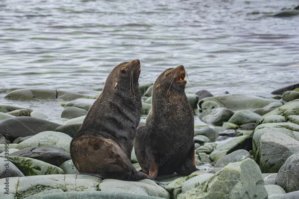 Naklejka premium sea lion on the rocks