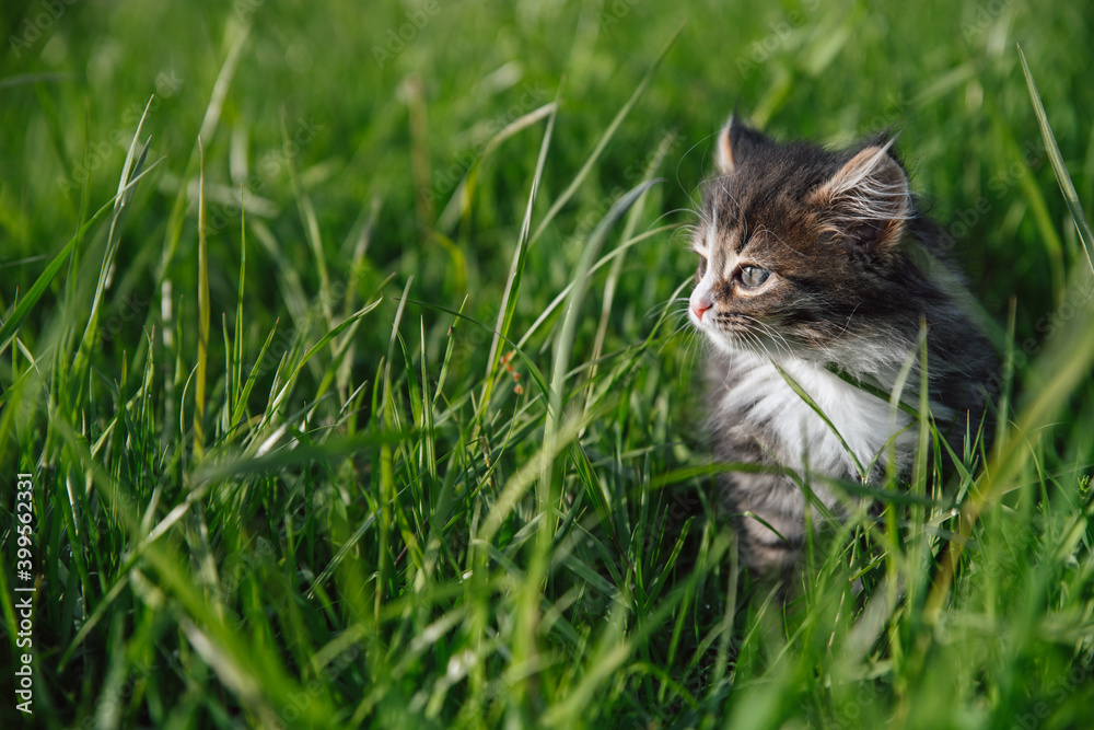 Little fluffy kitten of siberian breed in green grass. Funny domestic animals. Little fluffy kitten of siberian breed in green grass. Funny domestic animals.