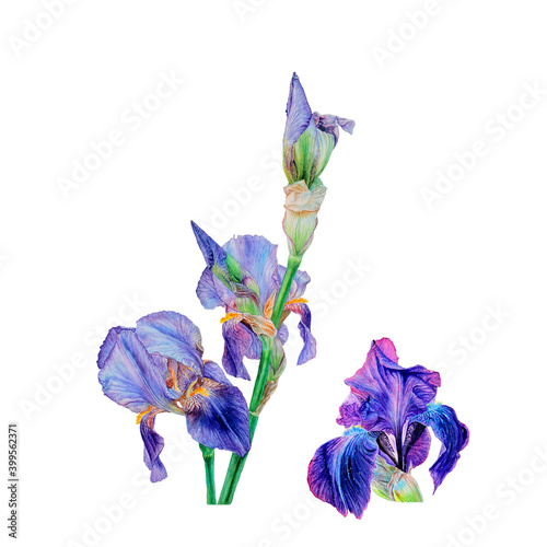 Irises. Set of watercolor blue flowers isolated on white background © Наталья Максакова